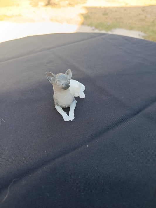 Petit chien chihuahua