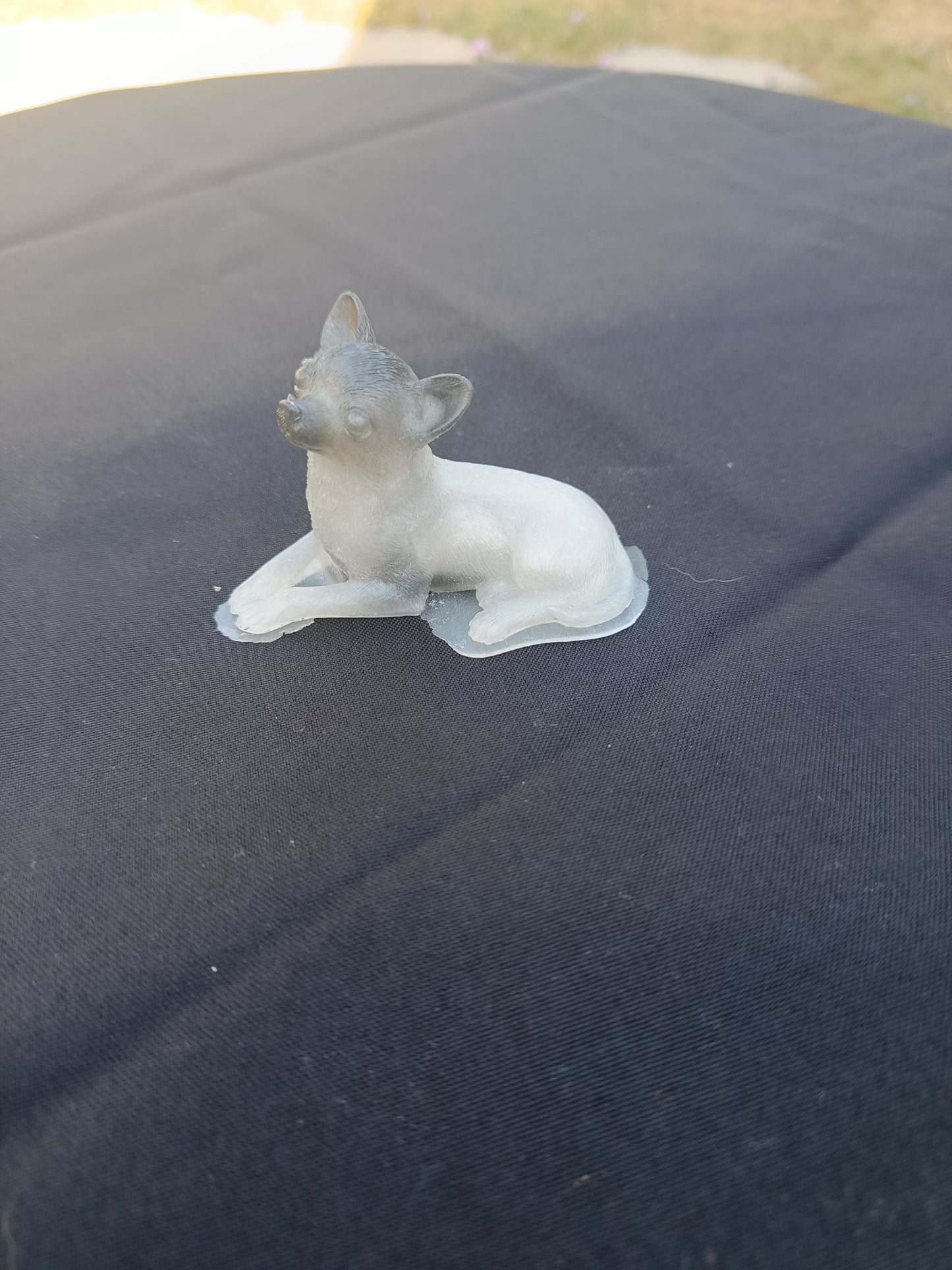 Petit chien chihuahua