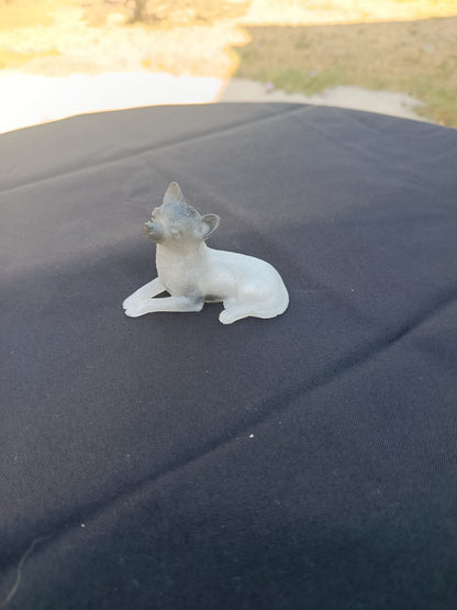 Petit chien chihuahua
